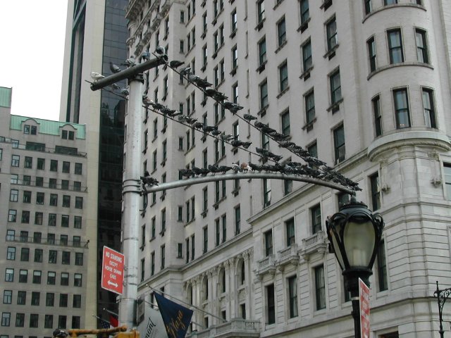 Pigeons on a Pole